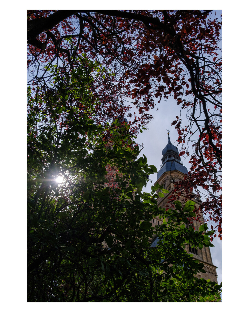 Foto im Hochformat. Zwei Kirchtürme von unten fotografiert. Beide sind fast vollständig von den grünen und roten Blättern und Ästen eines Baumes verdeckt. Nur der rechte Turm ist durch ein Loch im Geäst zu erkennen. Zudem scheint noch die Sonne durch die Äste. 