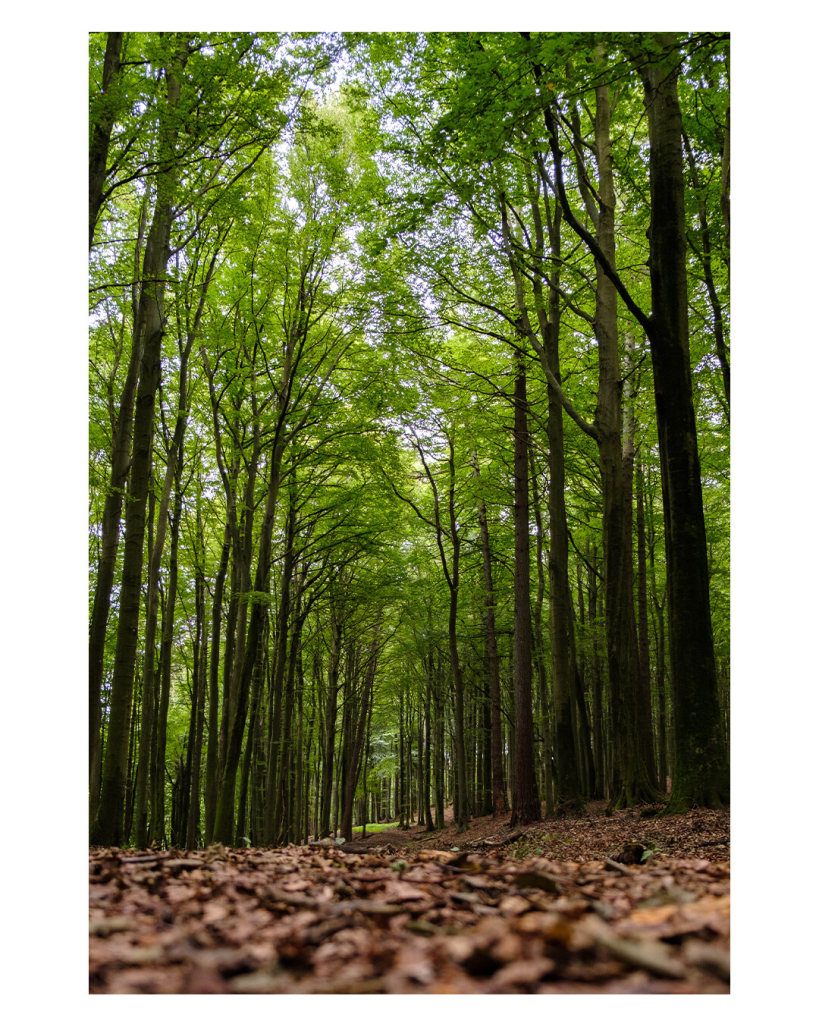 Foto im Hochformat. Ein Weg durch einen Buchenwald. Die Kamera ist knapp über dem Boden platziert, um Vordergrund ist leicht unscharf braunes Laub auf dem Boden, die Buchen ragen hoch in den Himmel. Nur vereinzelt schaut der Himmel durchs Blätterdach. 