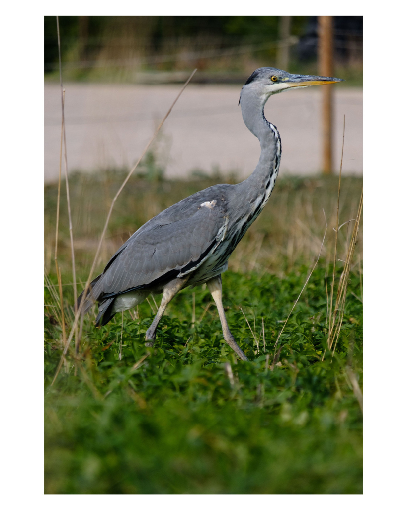 Foto im Hochformat. Ein grauer Reiher läuft über eine Wiese. Der Vogel ist fast bildfüllend, das Gras im Vordergrund und der Sand im Hintergrund sind jeweils unscharf. 