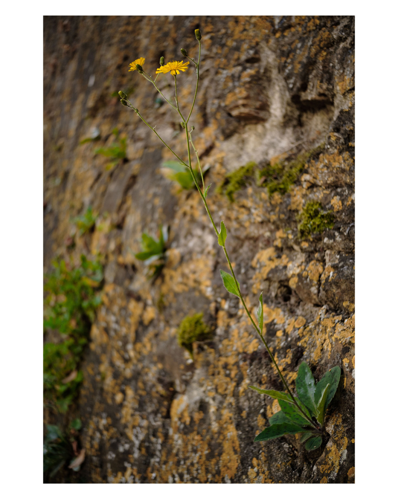 Foto im Hochformat. Eine mit gelben Moos bewachsene Mauer. Daraus wächst eine einzelne Blume, ein Habichtskraut. An der Mauer sind grüne Blätter, aus denen der Stil der Blume ragt. An der Spitze teilt sich der Stil mehrfach, an zwei Spitzen sind gelbe Blüten. 