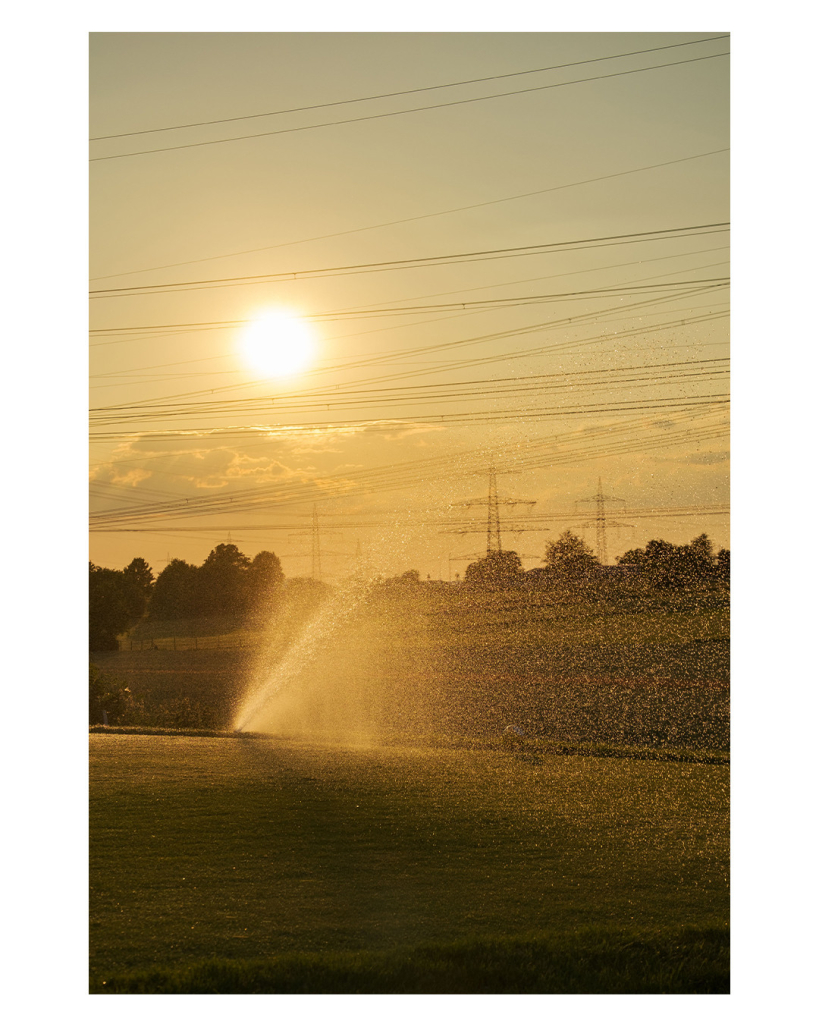 Foto im Hochformat. Blick über das Gras eines Golfplatzes kurz vor Sonnenuntergang. Die Sonne taucht alles in gelbes Licht. Eine Bewässerungsanlage verteilt in hohem Bogen Wasser aufs Gras. Die einzelnen Tropfen sind gut zu erkennen und reflektieren das Licht der Sonne. 