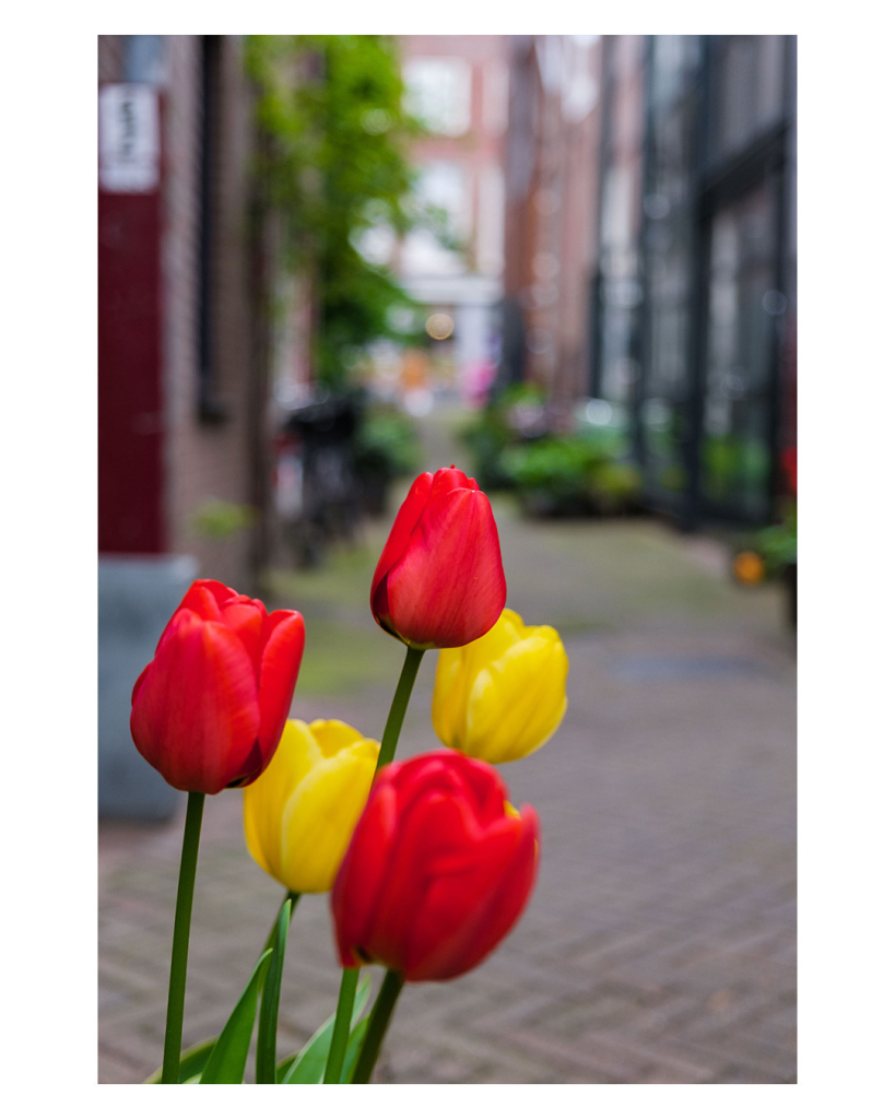 Foto im Hochformat. Von links unten ragen fünf Tulpen ins Bild. Drei rote, zwei gelbe. Hinter den Blumen ist unscharf eine Gasse auszumachen mit roten Backsteingebäuden, die teils mit grünen Pflanzen behangen sind. 