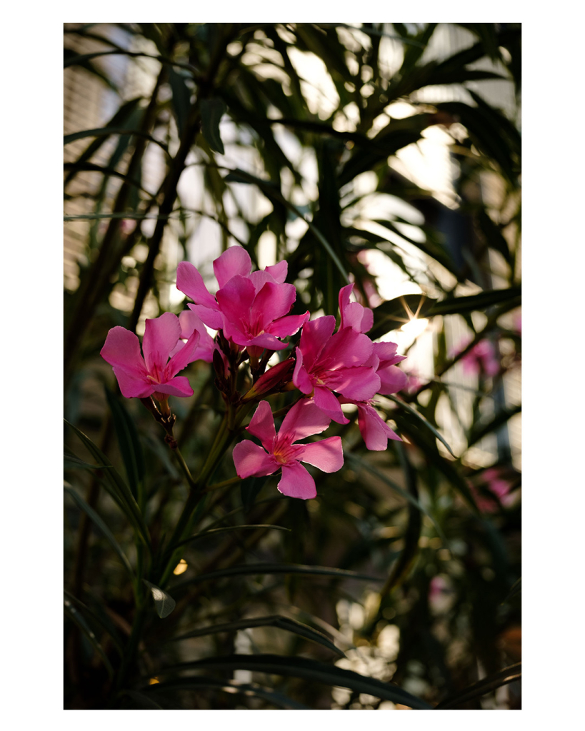 Foto im Hochformat. Rosafarbener Oleander, fünf Blüten, dahinter sind unscharf Äste und Blätter durch die die Sonne scheint. 