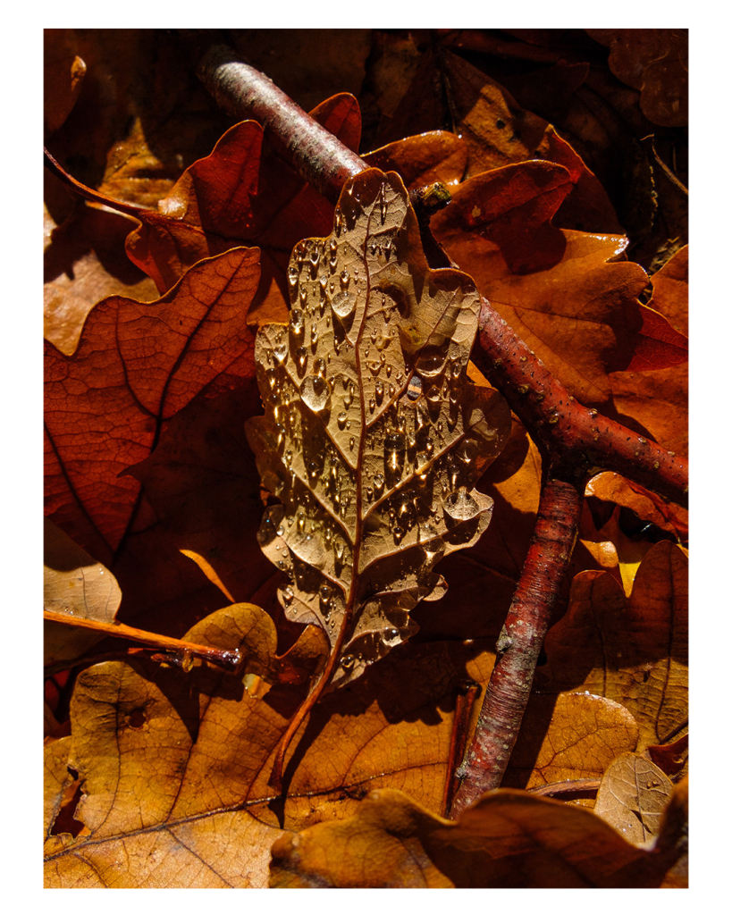 Foto im Hochformat. Waldboden, mit Herbstlaub bedeckt, direkt von oben fotografiert. Der Großteil des Bildes wird von einem braunen Eichenblatt ausgefüllt. Darauf sind viele einzelne Regentropfen. Rechts neben dem Blatt ist ein gebogener Zweig. Das ganz Foto leuchtet in rotbrauner Farbe. 