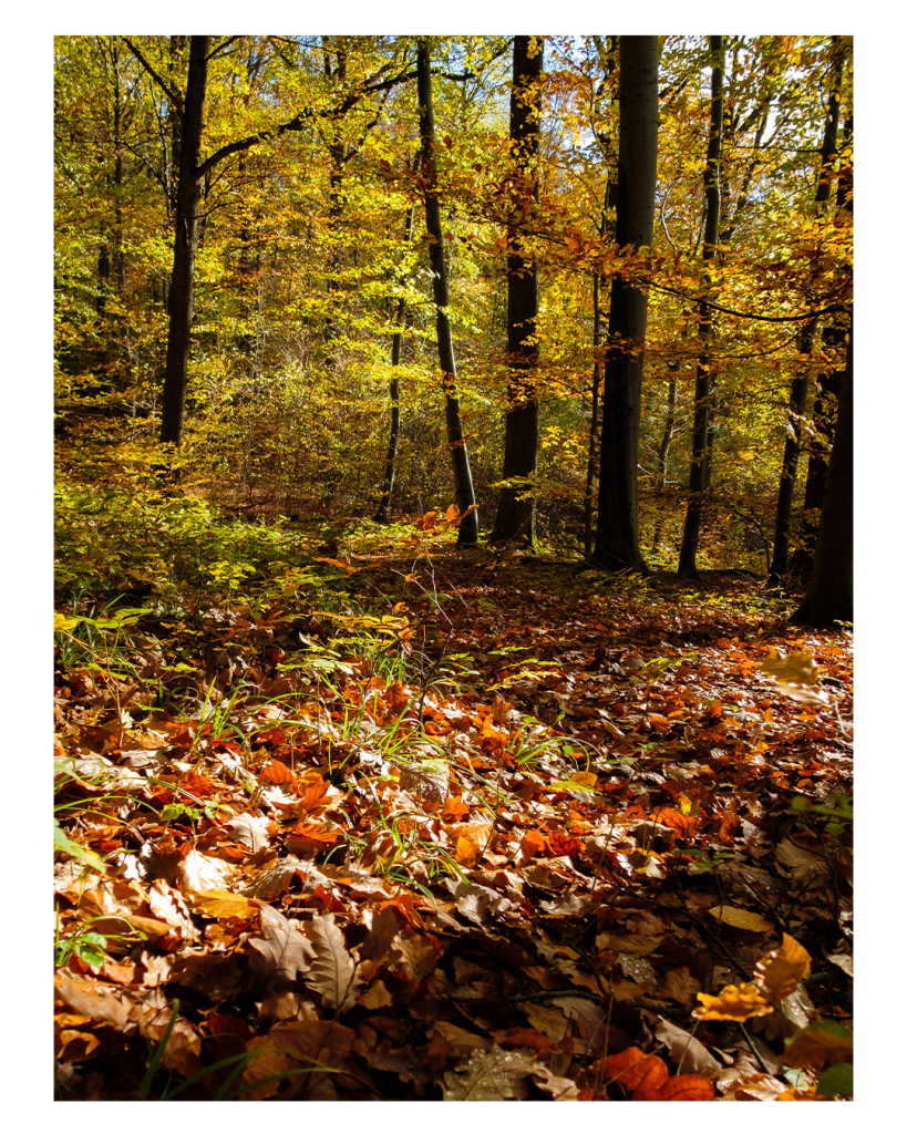 Foto im Hochformat. Ein Mischwald im Herbst. Der Boden ist komplett bedeckt mit Laub, die Blätter sind gelb, rot und braun. Auf den vorderen Teil des Bildes fallen Sonnenstrahlen, wodurch die Farben der Blätter noch intensiver werden. 