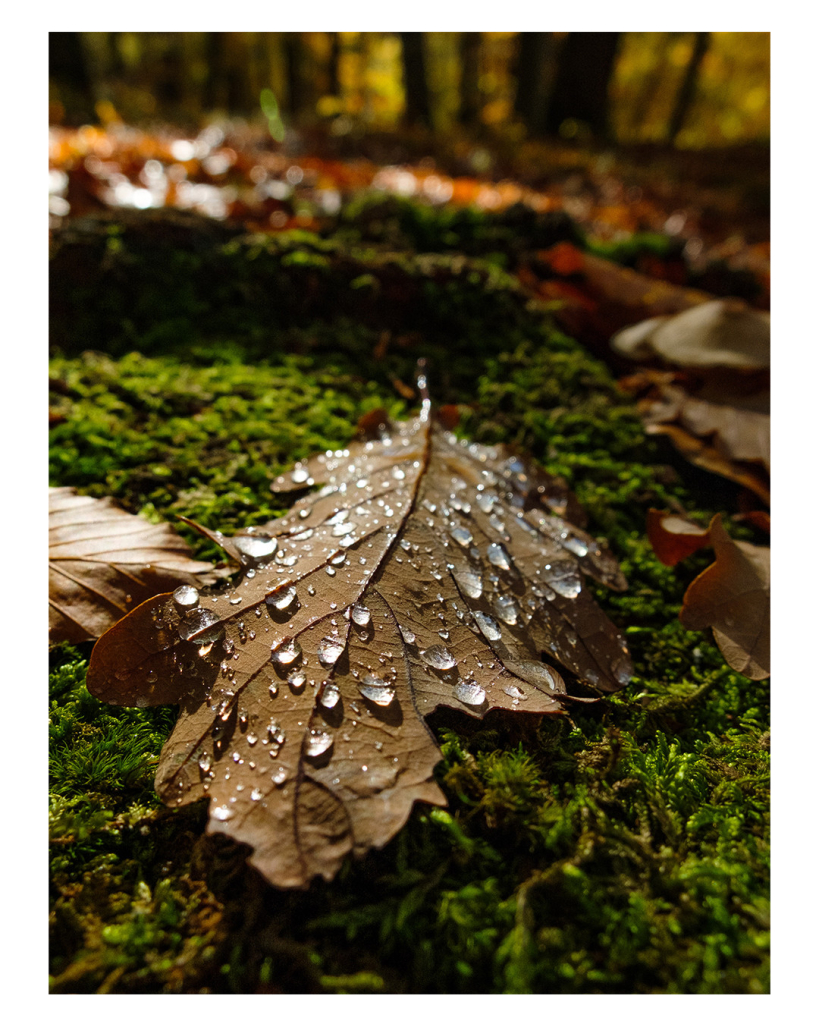 Foto im Hochformat. Ein braunes Eichenblatt liegt auf Moos. Auf dem Blatt sind viele Wassertropfen. Hinter dem Blatt ist unscharf Wald zu erkennen. 