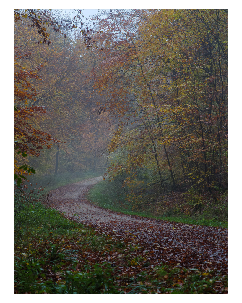 Foto im Hochformat. Ein Waldweg, der eine Kurve von rechts unten nach oben macht. Der Wald ist nebelbehangen, die Blätter sind gelb, rot und braun. Der Boden ist mit braunem Laub bedeckt. 