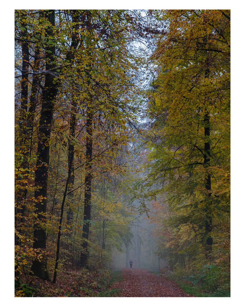 Foto im Hochformat. Ein Mischwald im Herbst, die Blätter sind grün, gelb und rot. Ein mit braunem Laub bedeckter Waldweg ist in der Mitte des Bildes, auf ihm joggt eine Person. Der Wald ist neblig. 