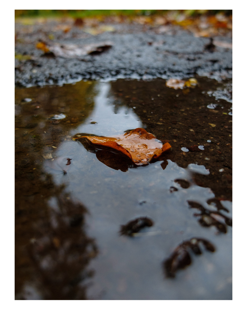 Foto im Hochformat. Ein einzelnes braunes Blatt schwimmt in einer Pfütze. In der Pfütze spiegeln sich die Bäume eines Waldes. Der Bereich hinter der Pfütze ist leicht unscharf, der vordere Teil der Pfütze ebenfalls. 