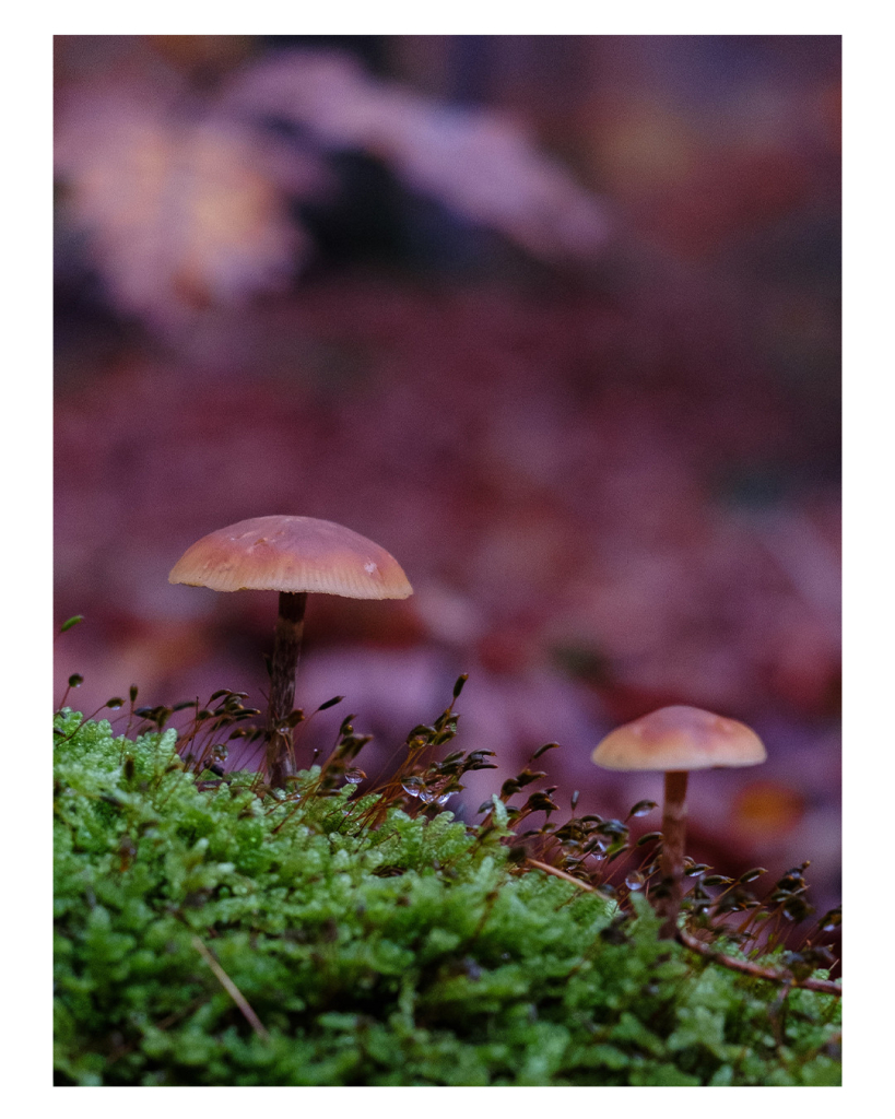 Foto im Hochformat. Zwei braune kleine Waldpilze mit dünnen Stil und halbrunden Kopf stehen auf grünem Moos. Der Hintergrund hinter den Pilzen ist komplett unscharf, es lässt sich aber mit braunem Laub bedecktem Waldboden und braune, an Ästen hängende Blätter, erahnen. 