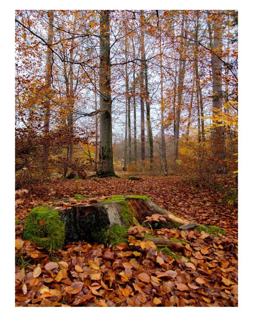 Foto im Hochformat. Ein Wald im Herbst. Der Boden ist komplett mit braun-gelben Blättern bedeckt. Im Vordergrund ist ein mit Moos bewachsener Baumstumpf, dahinter viele Bäume und Büsche mit relativ viel Platz dazwischen. An den Bäumen sind noch gelbe Blätter, das Blätterdach an sich ist aber kaum noch vorhanden. 