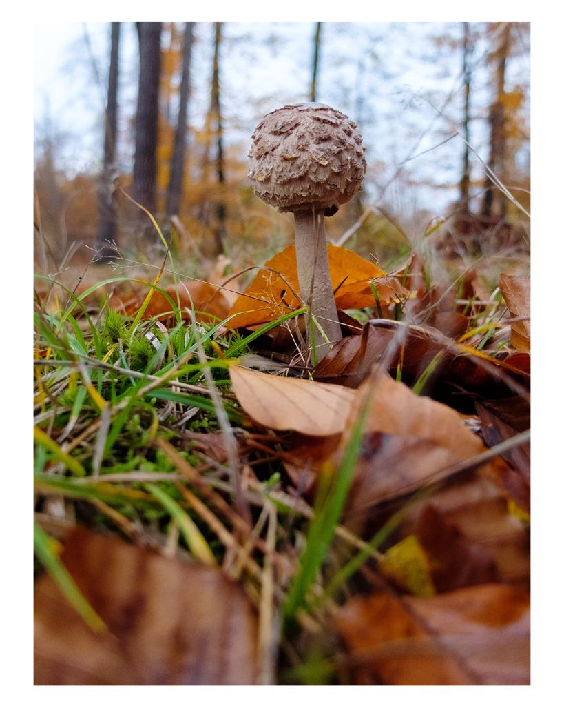 Foto im Hochformat. Ein einzelner Pilz im hohen Gras. Er ist hellbraun gräulich, der Kopf ist eine mit Noppen besetzte Kugel. Im Gras liegt Herbstlaub, im Vordergrund ist dieses unscharf. Hinter dem Pilz sind vereinzelt unscharfe Bäume. 