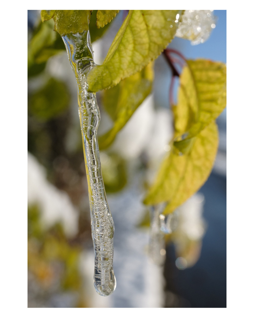 Foto im Hochformat. Ein ca. 10 cm langer dünner Eiszapfen hängt an einem grünen Blatt. Daneben sind weitere grüne Blätter. Die Blätter sind leicht unscharf, der Hintergrund des Bildes ist richtig unscharf. Es lassen sich aber Blätter und Schnee erahnen. 