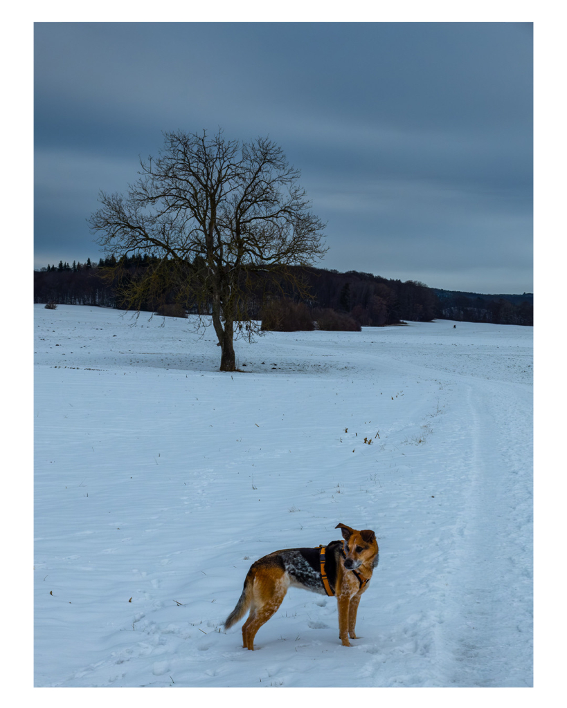 Foto im Hochformat. Eine Schneelandschaft, alles ist weiß am Horizont ist dunkler Wald, davor steht ein einzelner Baum ohne Blätter. Vorne im Bild steht Lucy, eine hellbraun grau schwarze belgische Schäferhündin und schaut zurück. Sie braune Farbe des Hundes sticht hervor, das restliche Bild ist schwarz-weiß bzw. in Grautönen. 