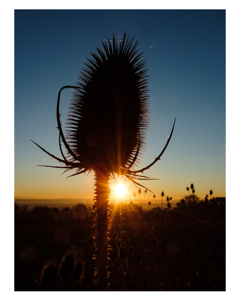 Foto im Hochformat. Eine stachelige ovale Pflanze mit stacheligem Stil im Vordergrund. Im Hintergrund steht die Sonne knapp über dem Horizont und wird vom Stil und der Pflanze eingerahmt. Die Pflanze ist fast nur Schatten, die Stachel lassen sich so gut erkennen, sogar Spinnenweben sind zu erkennen. Der Horizont ist ebenfalls fast nur Schatten. Die Sonne glüht goldgelb, der Himmel ist gelb, hellblau und blau. 