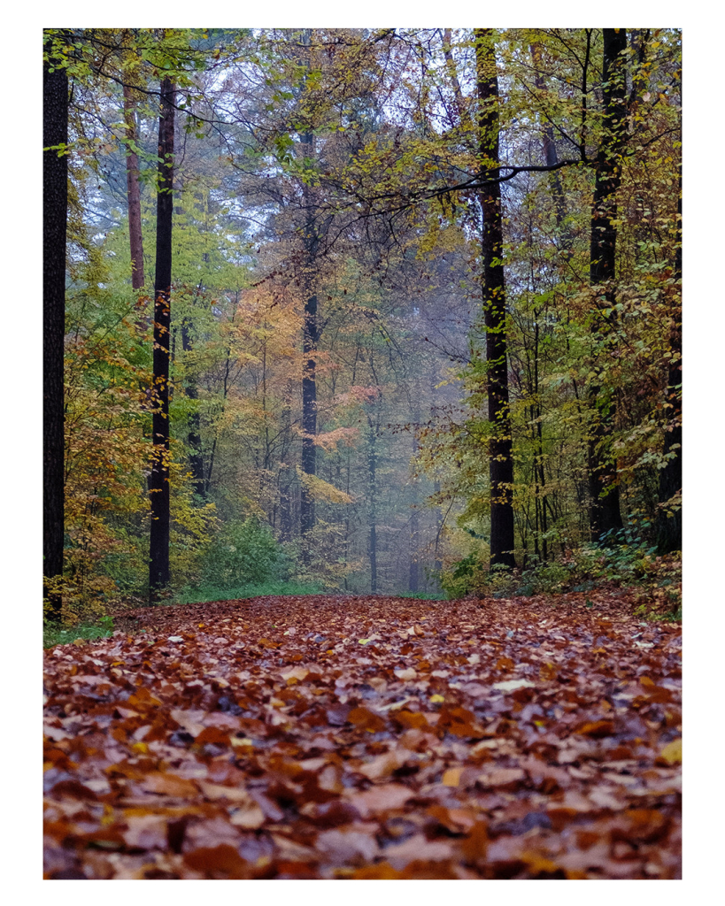 Foto im Hochformat. Ein Wald im Herbst, der Boden ist flächendeckend mit braunen Blättern voll, an den hohen Bäumen sind gelbe und grüne Blätter. Der Wald ist zudem leicht neblig. 