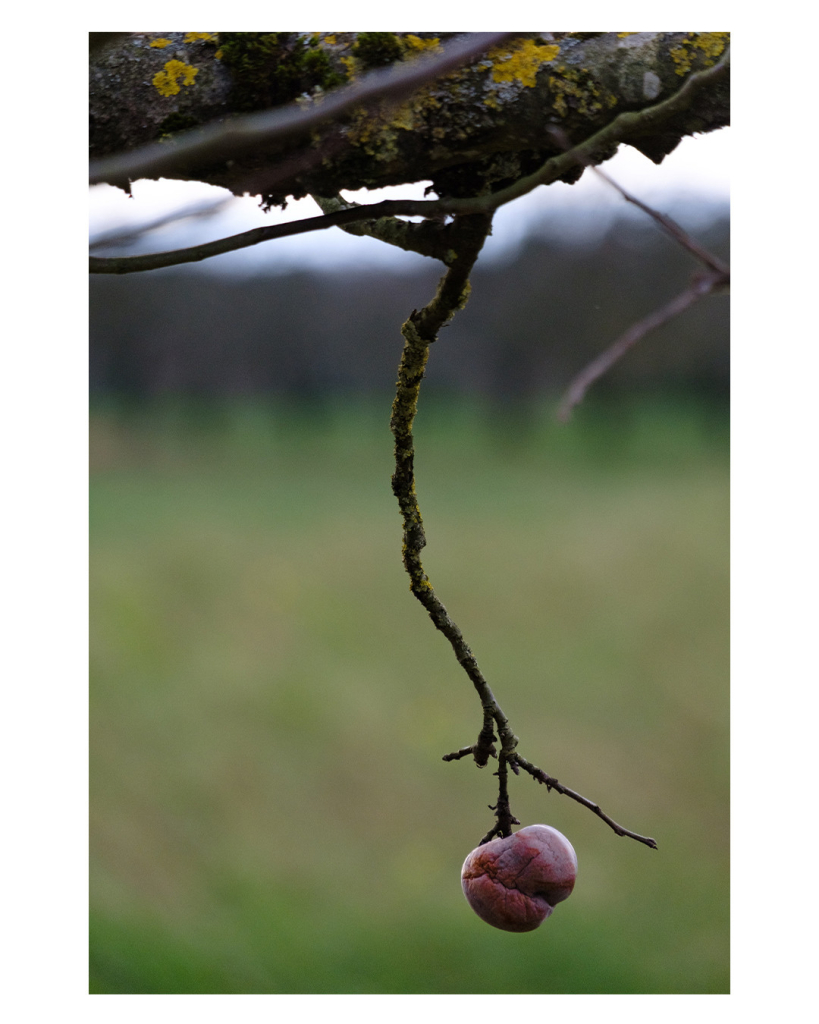 Foto im Hochformat. An einem dicken Ast ist ein recht dünner Zweig, der nach unten wächst. Am Ende ist ein einzelner dunkelroter Apfel. Der Hintergrund ist unscharf, es lässt sich Wiese und Wald erahnen. 