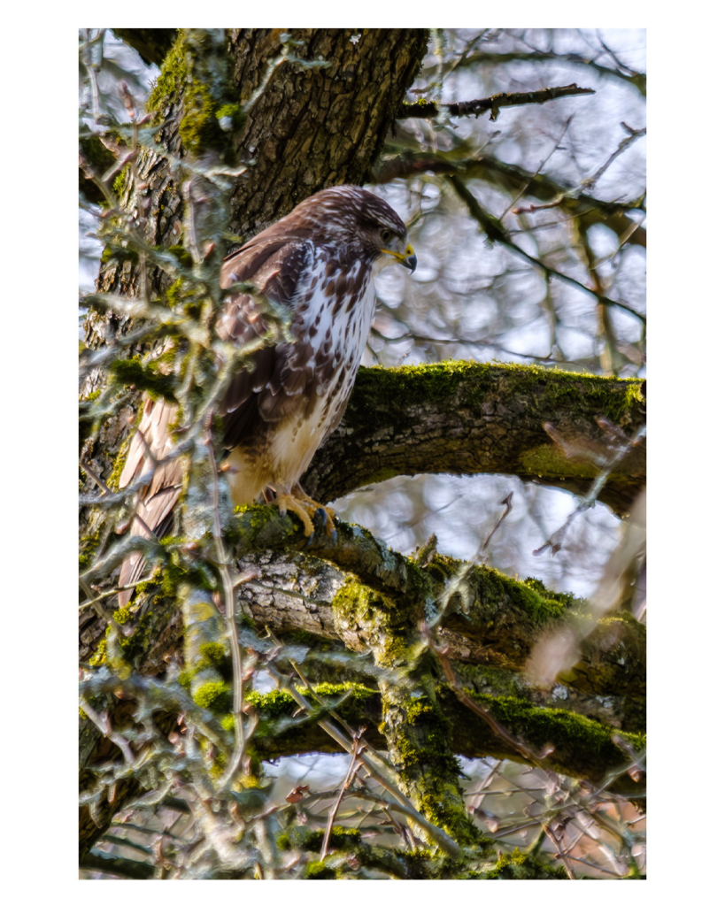 Foto im Hochformat. Ein Mäusebussard sitzt in einem blattlosen Baum. Er sitzt seitlich zur Kamera und hat einen sehr nachdenklichen Blick. Sein Gefieder ist braun und weiss, wodurch er im Baum und vor dem dahinter liegenden Himmel relativ gut getarnt ist. 