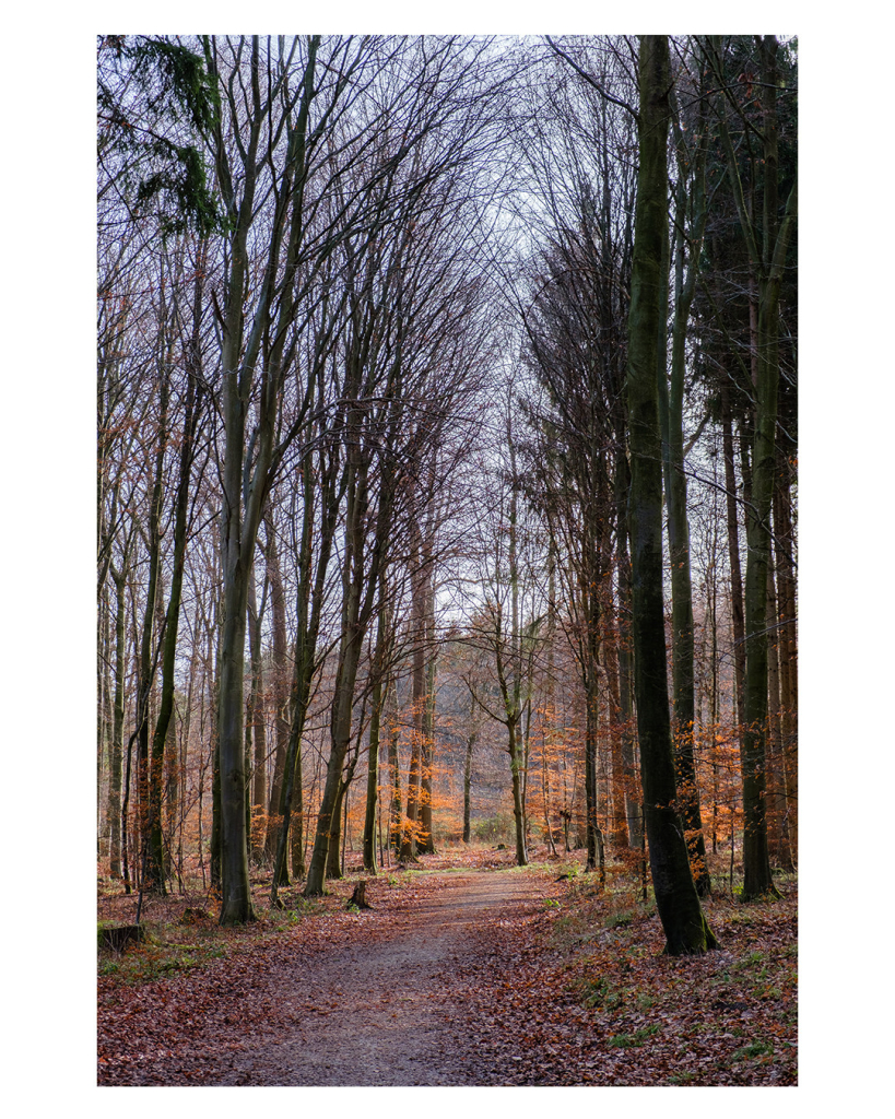 Foto im Hochformat. Ein Waldweg, links und rechts sind kahle Bäume. Der weg ist mit braunem Herbstlaub bedeckt. Das Ende des Weges wird von der Sonne beschienen, an den Bäumen dort sind noch braune Blätter, die durch die Sonne rötlich leuchten. 