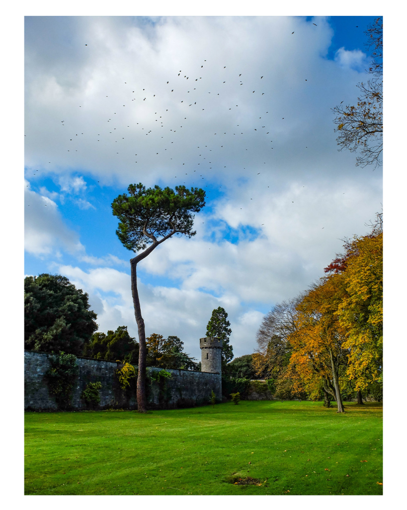 Foto im Hochformat. Eine Parkanlage im Herbst. Im Vordergrund ist englischer kurzgeschnittener Rasen, rechts sind Bäume mit gelb-rotem Herbstlaub. Links ist eine hohe Mauer aus Stein, die von einem runden Wachturm aus Stein unterbrochen wird. Dieser hat oben Schießscharten in der Mauer. Vor der Mauer steht ein hoher Baum, das nur aus einem Stamm besteht, auf dem oben eine kleine grüne Baumkrone ist. Der Himmel ist mit großen weißen Wolken verhangen, durch die immer wieder der blaue Himmel zu sehen ist. Vor einer der Wolken ist ein großer Schwarm Vögel. 