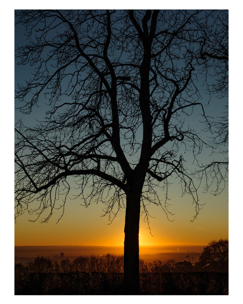 Foto im Hochformat. Die Silhouette eine blätterlosen Baumes. Direkt dahinter geht die Sonne unter, der Stamm des Baumes verdeckt die Sonne. Unten im Bild geht der Blick ins Tal, welches im Nebel liegt. Der Himmel ist hell bis dunkelblau, der Horizont wird von der Sonne in goldgelbes Licht getaucht. 