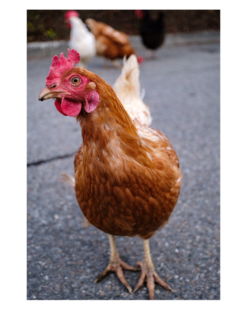 Foto im Hochformat. Ein braunes Huhn mit weißlichem Schwanz steht auf einer asphaltierten Straße, sehr nahe vor der Linse der Kamera. Kopf und Oberkörper sind scharf abgebildet, Krallen und Schwanz sind schon unscharf. Im Hintergrund sind sehr unscharf drei weitere Hühner zu sehen. 
Das Huhn hat den Kopf gedreht, so dass die linkes Seite des Gesichtes der Kamera präsentiert wird. 