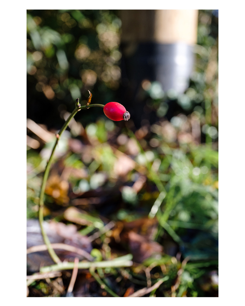 Foto im Hochformat. Ein einzelner Stil wächst aus einer Wiese. Am Ende, oben, ist eine einzelne rote Hagebuttenfrucht. Diese ist scharf abgebildet, der Stil und die Wiese sind unscharf. 