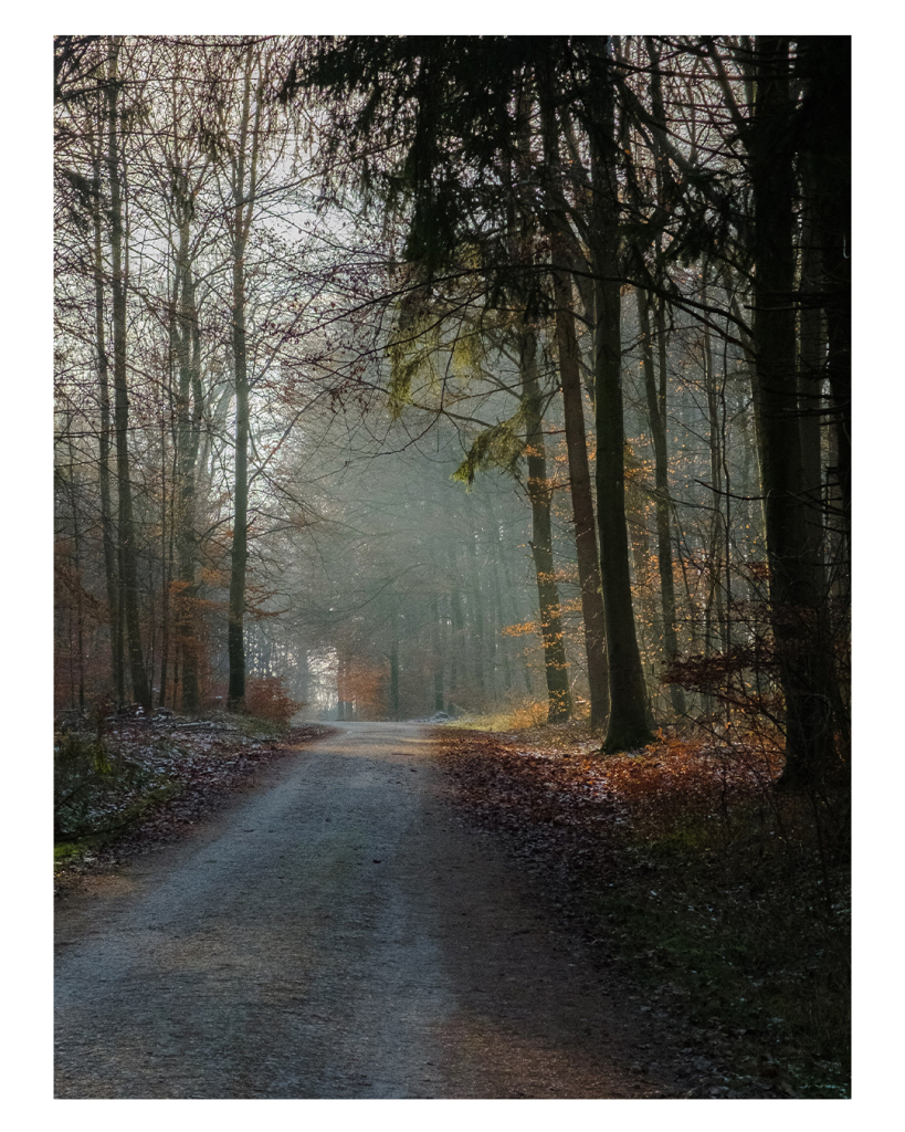 Foto im Hochformat. Ein Waldweg verläuft von vorne Richtung Horizont. Links und rechts sind kahle Bäume, der Boden neben dem Waldweg ist bedeckt mit braunrotem Laub. Weiter hinten ist eine Lichtung, auf die die Sonne fällt. Die Lichtung ist auch leicht nebelig. 