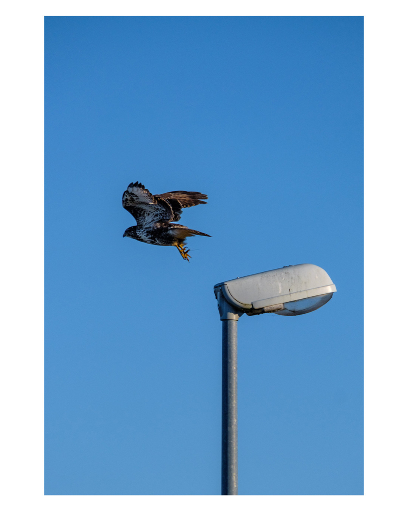 Foto im Hochformat. Ein Mäusebussard, ein bräunlicher Greifvogel startet von einer Straßenlaterne. Die Spitze der Laterne ist rechts unten im Bild und zeigt nach rechts.  Der Vogel hat sich gerade mit den Krallen abgestoßen und startet mit ausgebreiteten Flügeln nach links. Der Hintergrund ist komplett nur blauer Himmel. 