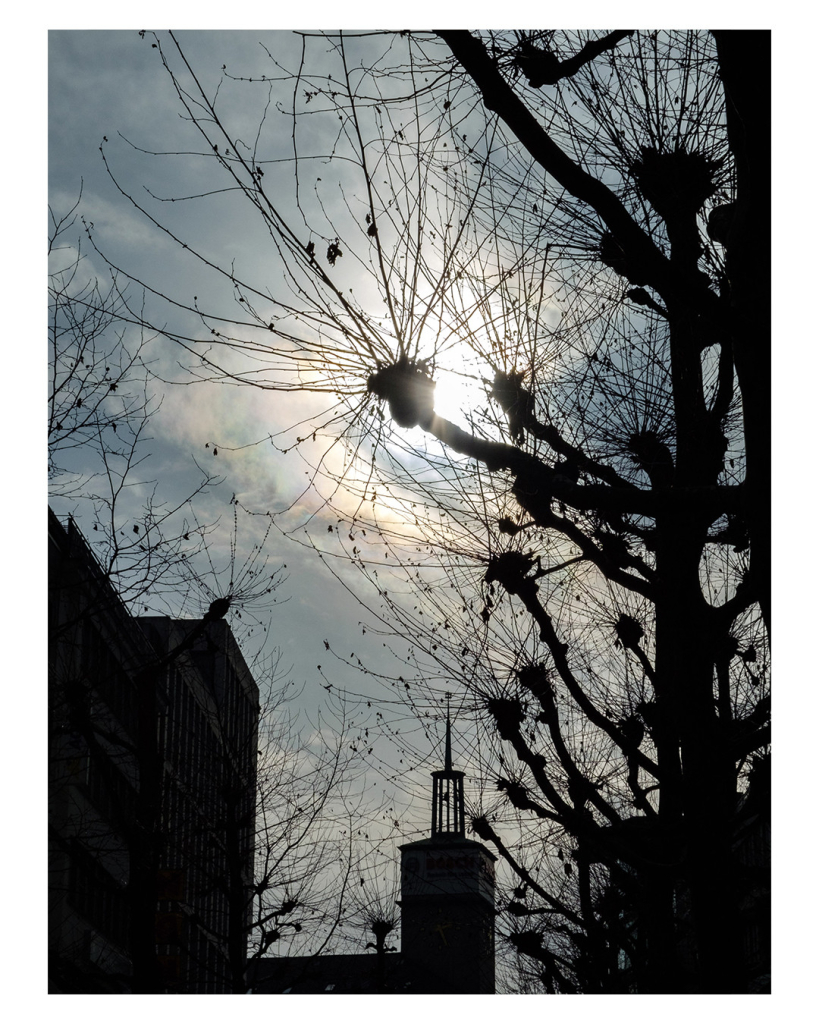 Foto im Hochformat. Blattlose Bäume mit vielen dicken und dünnen Ästen. Dahinter ist der bewölkte Himmel, durch den sich die Sonne kämpft. Ein Teil des Baumes verdeckt die Sonne, so dass das Bild nicht überbelichtet wird. Ansonsten sind noch die Dächer von Gebäuden im Bild. Durch das Gegenlicht, sind Bäume und Gebäude schwarz. Der Himmel ist im Kontrast dazu sehr hell, vor allem die Sonne. 