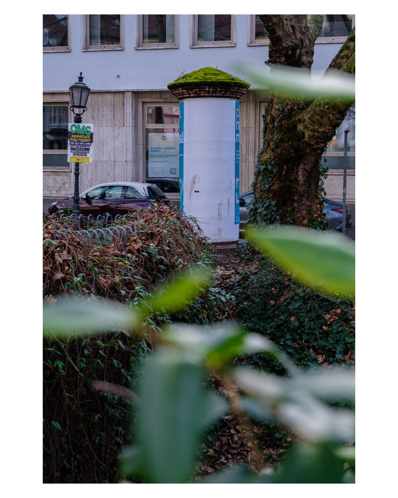 Foto im Hochformat. Eine Litfaßsäule, die Seite die zu sehen ist, ist weiß. Das Dach der Litfaßsäule ist komplett mit Moos bedeckt. Die Säule steht in einer Stadt, dahinter sind Häuser und Autos, davor viele Büsche. Im Vordergrund ragen unscharfe Blätter ins Bild, die die Säule einrahmen. 