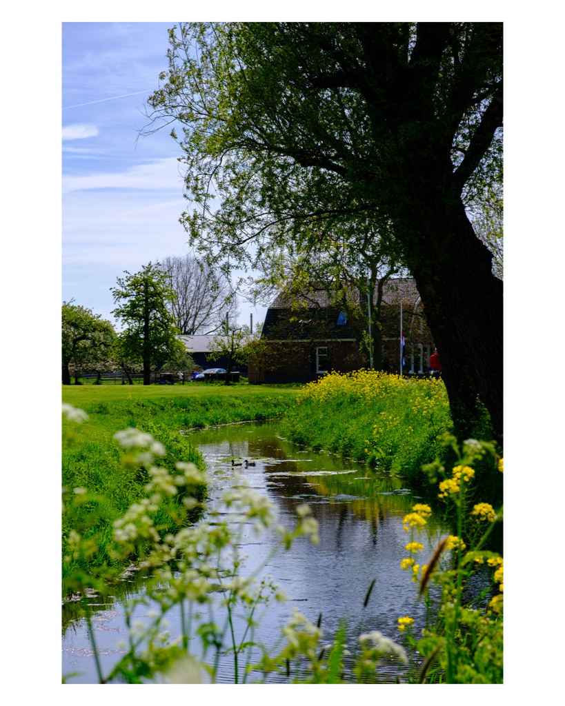 Foto im Hochformat. Ein Bach verläuft von vorne nach hinten durchs Bild. Links und rechts sind grüne Wiesen, rechts ragt ein Baum ins Bild. Im Vordergrund ragen unscharf Blumen ins Bild. Der Himmel ist leicht bewölkt, es ist sonnig. 