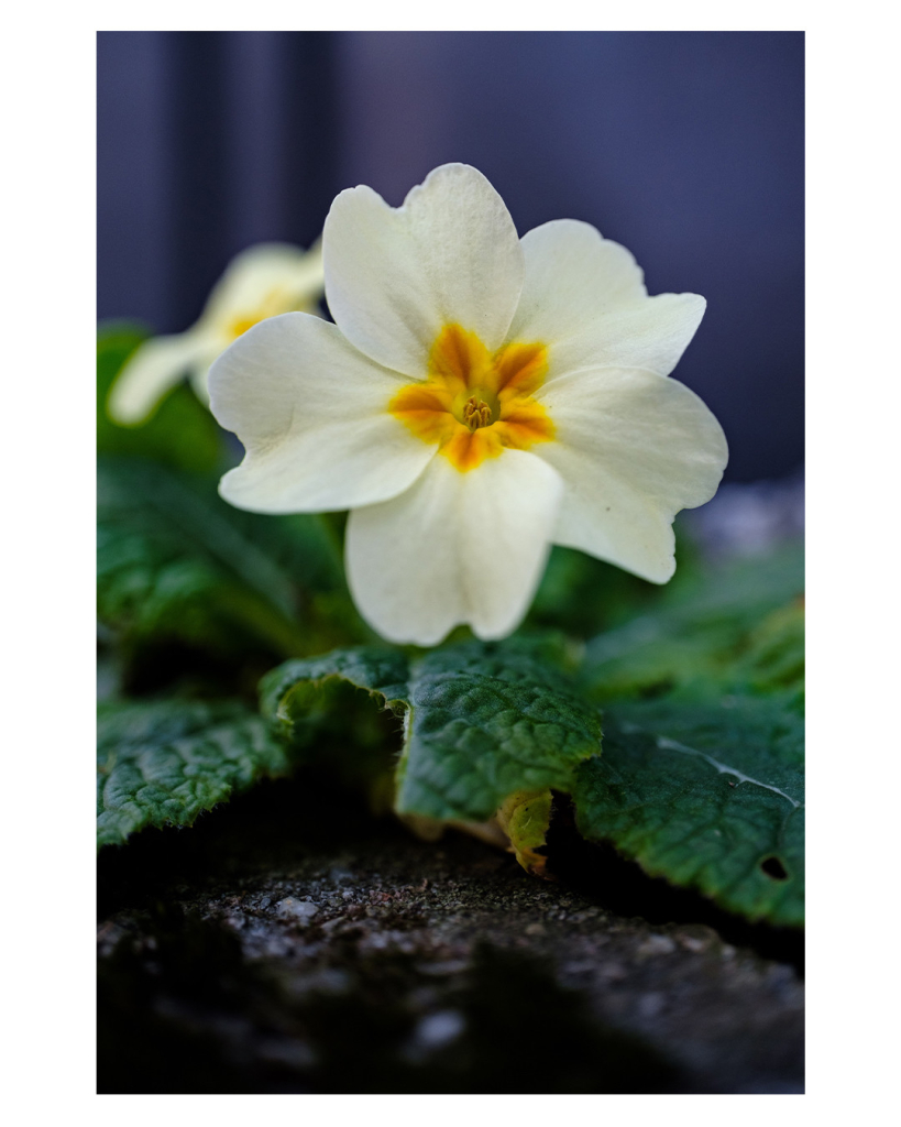 Foto im Hochformat. Eine Primel. Eine Blume, die Blüte besteht aus vier weißen Blättern. In der Mitte ist die Blüte orange. Unterhalb der Blüte sind grüne Blätter. Die Pflanze wächst aus dem Asphalt. 