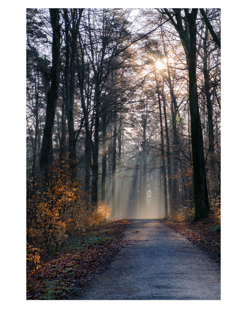 Foto im Hochformat. Ein Waldweg im Morgengrauen. Rechts und links sind kahle Bäume, unten sind Büsche mit goldgelben Blättern. Weiter hinten kommen Sonnenstrahlen durchs Geäst und tauchen alles in goldenes Licht. 