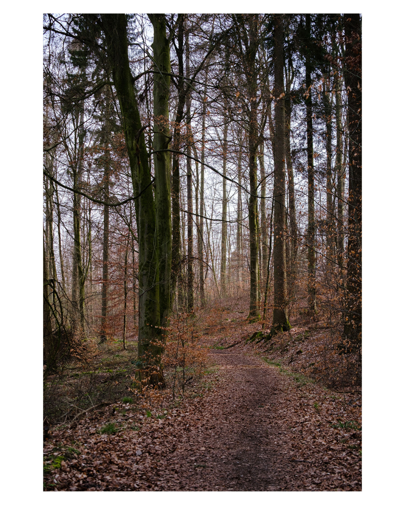 Foto im Hochformat. Ein schmaler Waldweg, der mit rotbraunen Blättern bedeckt ist. Links und rechts sind hohe kahle Bäume durch die man den hellen Himmel sehen kann. 