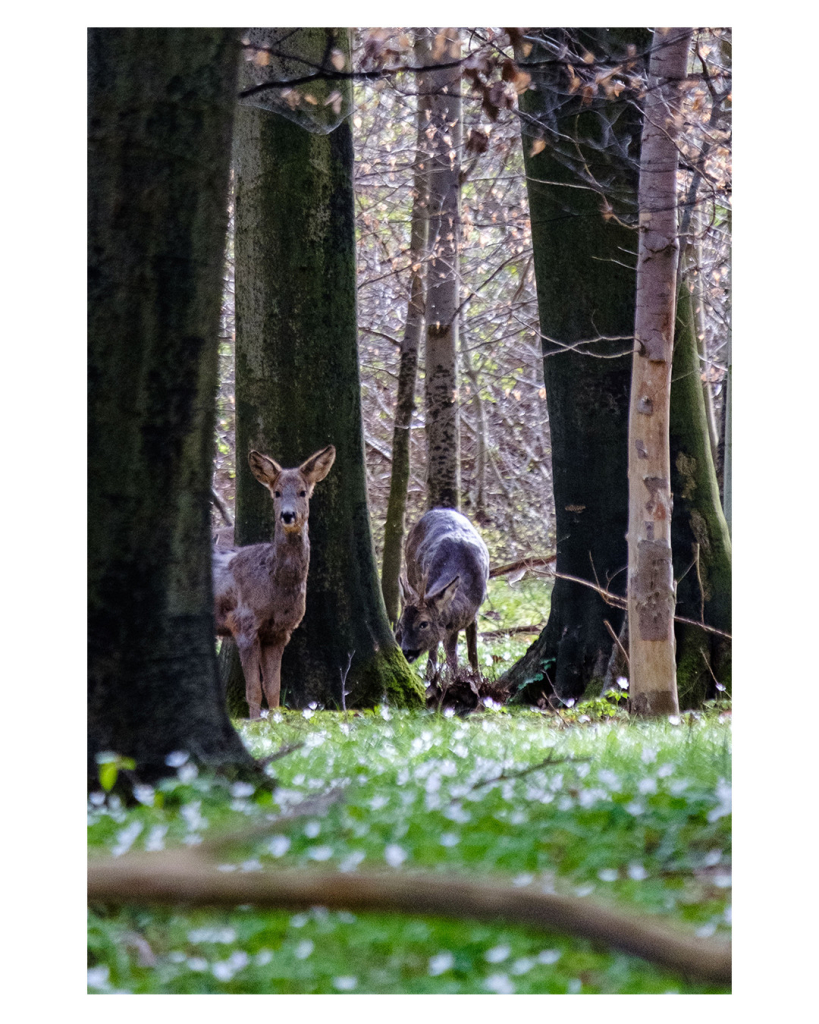 Foto im Hochformat. Teleaufnahme von zwei Rehen im Wald. Eins schaut mit erhobenem Kopf direkt in die Kamera, das andere hat den Kopf zwar nach unten gerichtet, es schaut aber dennoch in die Kamera. Der Boden ist voll mit Buschwindröschen, weiße Blumen mit grünen Blättern. Im Vordergrund liegt ein Ast am Boden der unscharf ist. 