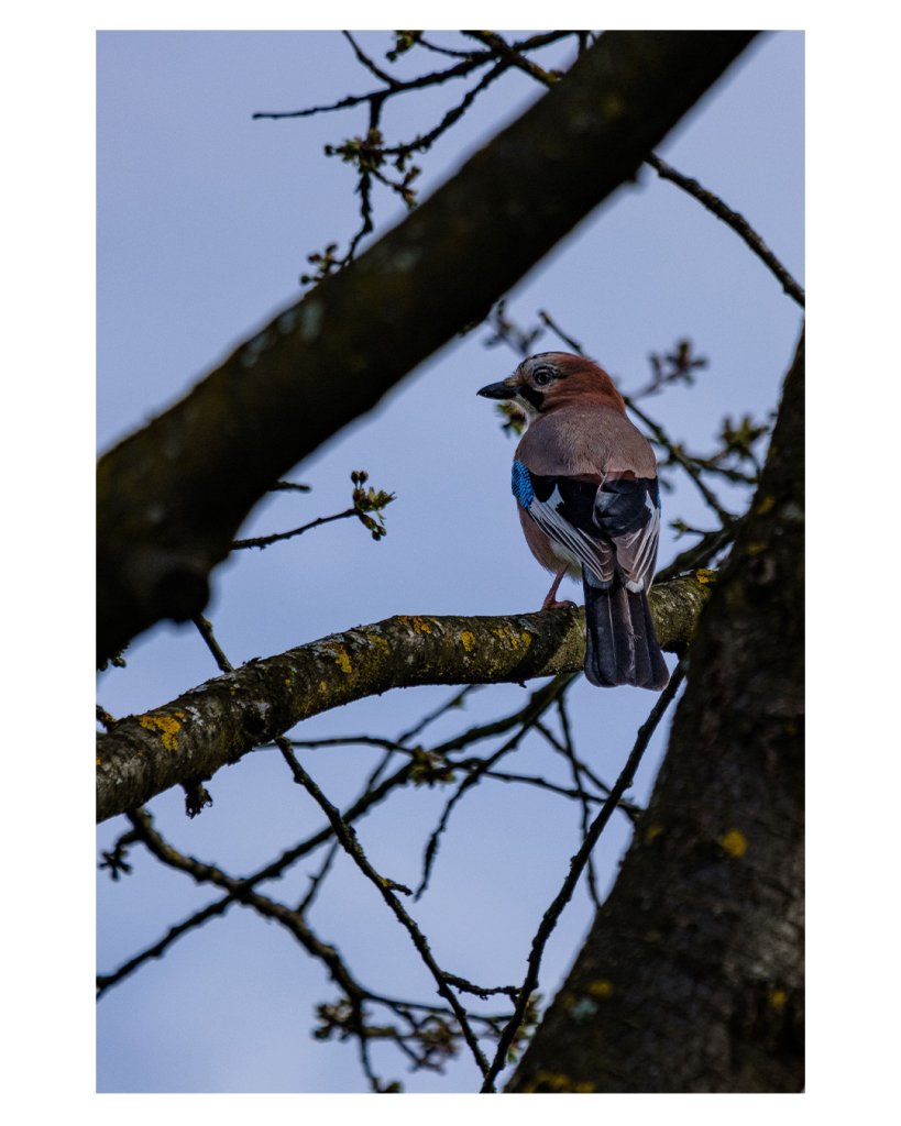 Foto im Hochformat. Ein Eichelhäher, ein brauner Singogel mit schwarzem Schwanz und blauer Musterung an den Flügeln sitzt auf einem Ast. Er ist von der Kamera angewandt, schaut aber über die Schulter Richtung Kamera. Im Vordergrund sind unscharf zwei dicke Äste. Diese rahmen den Vogel ein. 