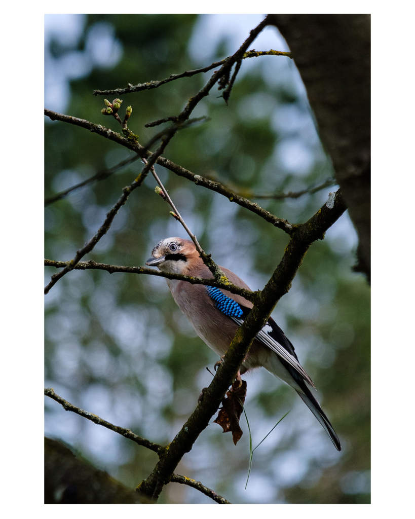 Foto im Hochformat. Ein Eichelhäher, ein brauner Singvogel mit schwarz-weißem Schwanz und blau-schwarz gepunktetem Gefieder an den Flügeln sitzt auf einem Ast. Vor ihm sind zwei Zweige, die sich gabeln, der Kopf des Vogels ist genau dazwischen. Der Hintergrund ist unscharf, es sind andere Bäume. Dadurch hebt sich der Vogel gut ab. 