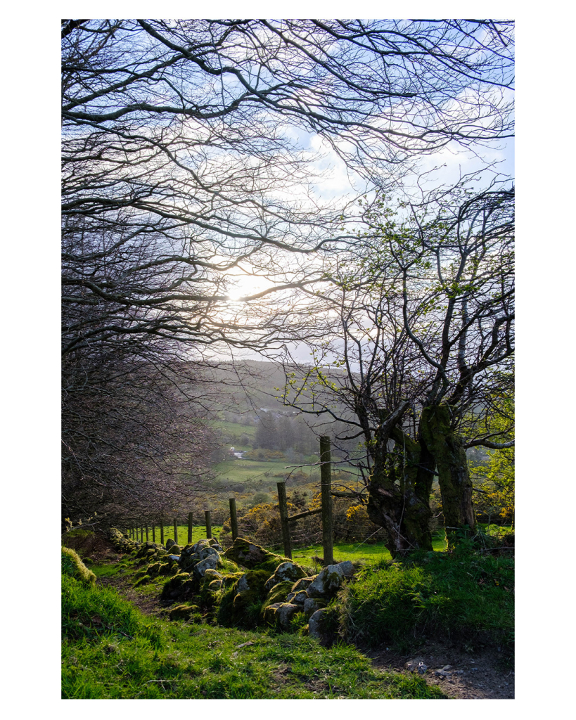 Foto im Hochformat. Eine hügelige grüne Wiesenlandschaft mit Bäumen. Der Blick geht einen Pfad entlang, der den Berg hinab führt. Links und rechts ist Gras, rechts sind kleine Felsen, die den Pfad von einem Zaun abtrennen. Über den Pfad ragen kahle Äste der Bäume, rechts steht ebenfalls ein kahler Baum. Alles wird von der Sonne beschienen, der Himmel ist leicht bewölkt. 