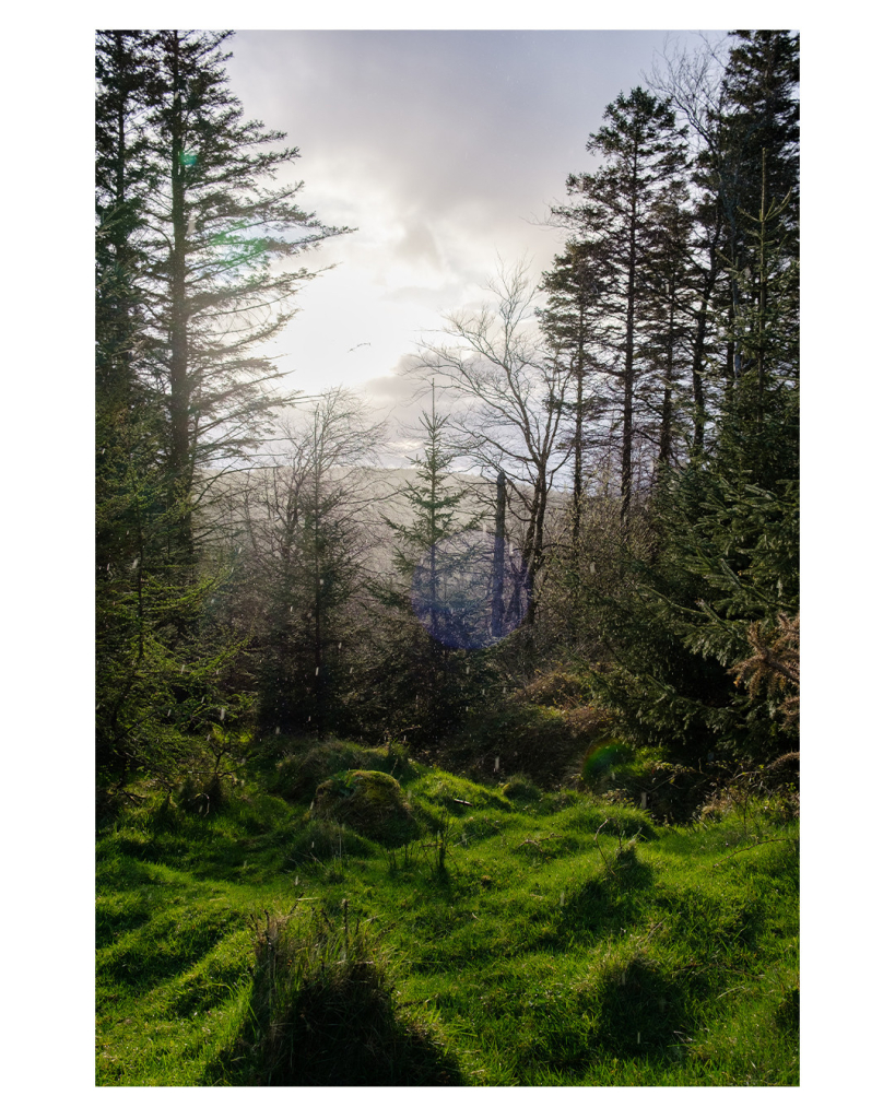 Foto im Hochformat. Blick einen mit Moos und Bäumen bedeckten Hang herab. Im Vordergrund ist der Boden uneben mit vielen kleinen Hügeln. Diese sind mit Moos bedeckt. Weiter hinten sind Bäume. Der Himmel wird gerade von der Sonne durchbrochen. Es regnet, in der Luft sind von der Sonne beschienene Regentropfen. 