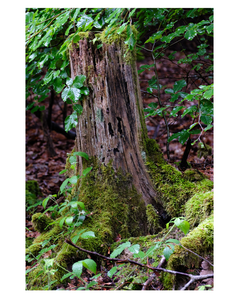 Foto im Hochformat. Ein ca. ein Meter hoher Baumstumpf in einem Wald. Oben und links hängen ein paar grüne Blätter, außerdem wächst oben und unten Moos. Der Stumpf hat mittig drei Löcher, die zusammen wie Augen und Mund eines Gesichtes aussehen. Blätter und Moos oben sehen ein bisschen aus wie Haare. 