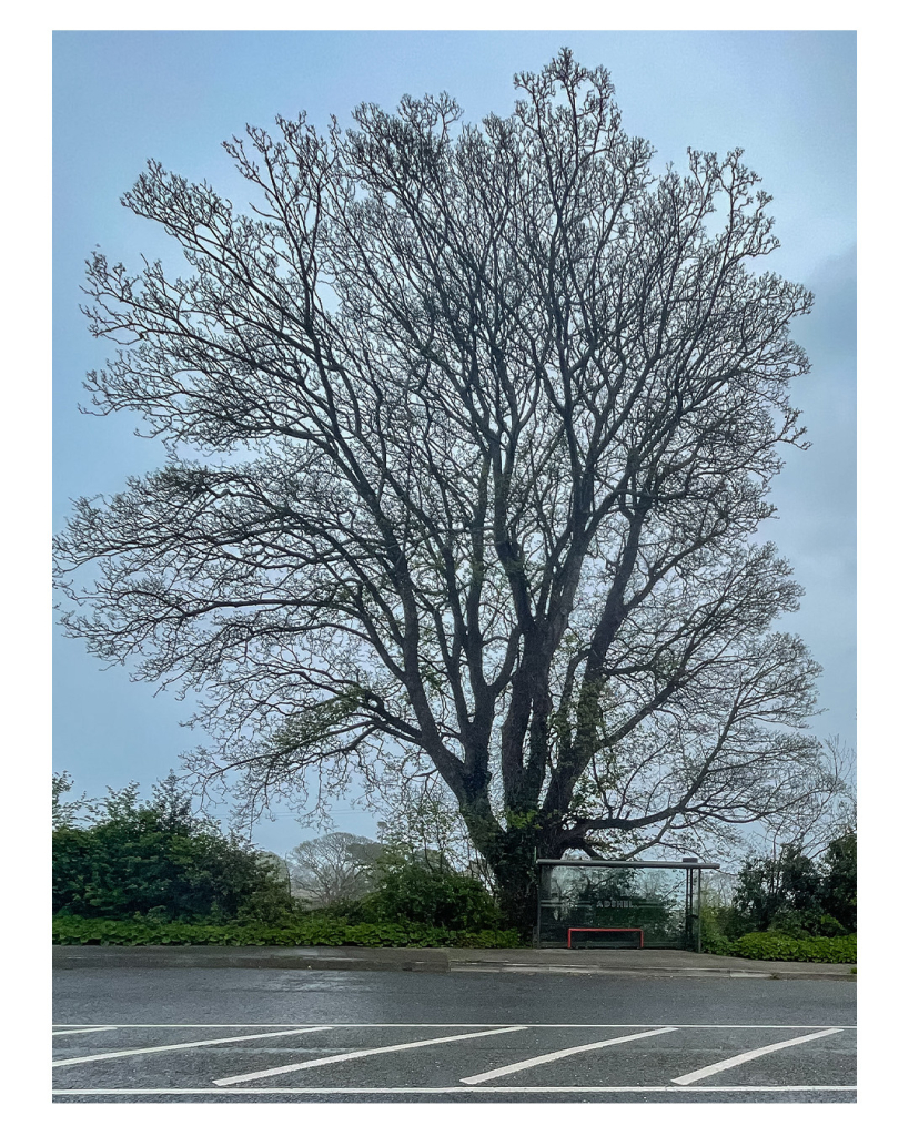 Foto im Hochformat. Blick auf die andere Seite einer Hauptstraße. Am Gehweg ist eine kleine Bushaltestelle, daneben steht ein einzelner großer blattloser Baum. Die einzelne Äste zeichnen sich deutlich gegen den bewölkten Himmel ab. Es regnet. 