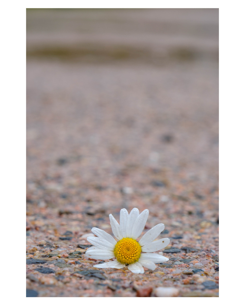 Foto im Hochformat. Eine einzelne Kamillenblüte, gelbe Blüte, weiße Blätter, liegt leicht geknickt auf einem rot-grau asphaltiertem Weg. Nur die Blüte ist scharf abgebildet, der Weg versinkt nach hinten immer mehr in der Unschärfe. 