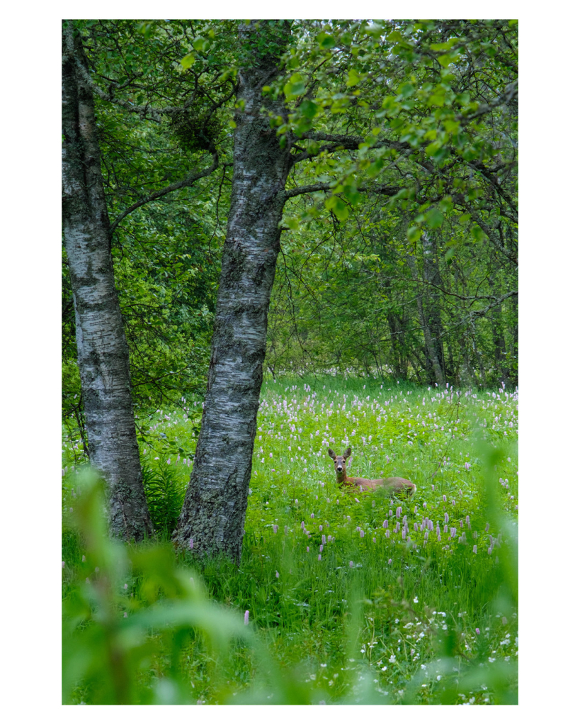 Foto im Hochformat. Eine Wiese mit tiefem Gras, aus dem Gras schaut ein Reh heraus, direkt in die Kamera. Neben dem Reh sind zwei Baume, im Vordergrund ragen Grashalme unscharf ins Bild. 