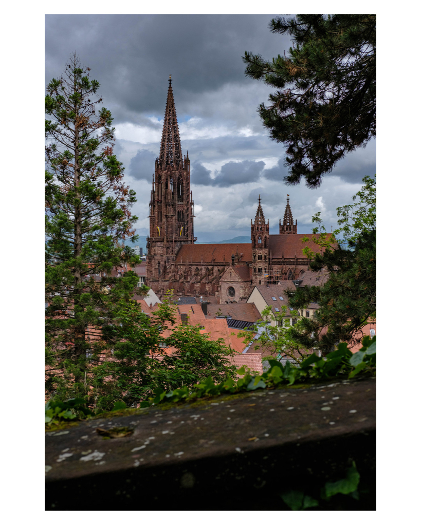 Foto im Hochformat. Blick von einer Anhöhe auf das Freiburger Münster. Das Münster ist eine große Kirche die größtenteils im Stil der Gotik und Spätgotik erbaut wurde. Der Blick ist eingerahmt von Bäumen und Zweigen. Um das Münster sind Wohnhäuser. Der Himmel ist stark bewölkt und zeichnet sich fast schon bedrohlich hinter dem Münster ab. 