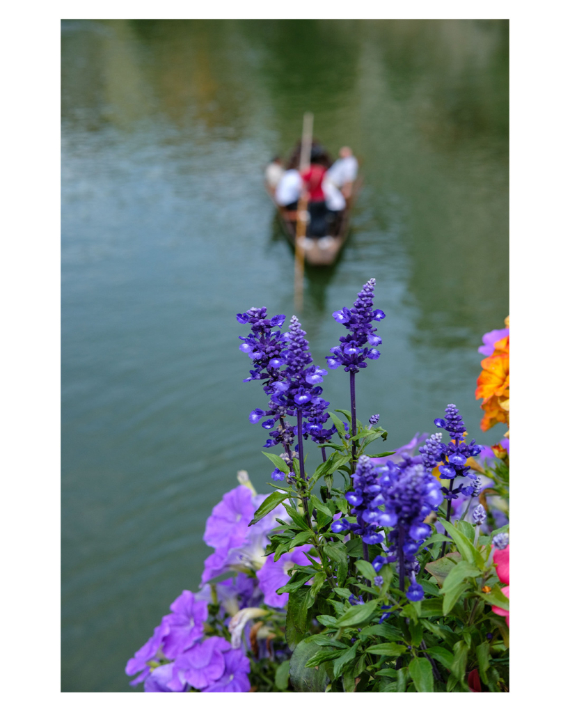 Foto im Hochformat. Im Vordergrund ragen von unten einige Blumen ins Bild. Lila, fliederfarben und orange. Hinter und unter den Blumen ist ein Fluss. Darauf fährt ein Stocherkahn, ein kleines Boot aus Holz, auf dem ca. 10 Menschen sitzen können. Es wird von einer stehenden Person mit einem langen Stock vorwärts bewegt. Der Stocherkahn ist unscharf, die Blumen sind scharf abgebildet. 