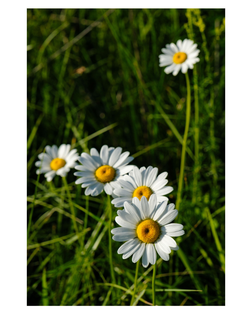 Foto im Hochformat. Nahaufnahme von fünf Margeriten, Blumen mit gelber Blüte und weißen Blättern die in hohem Gras stehen. Vier davon sind hintereinander in einem viertel Kreis angeordnet. Die fünfte steht rechts dahinter und ist wesentlich höher. Die vorderste Blume ist scharf abgebildet, alle dahinter sind leicht unscharf. 