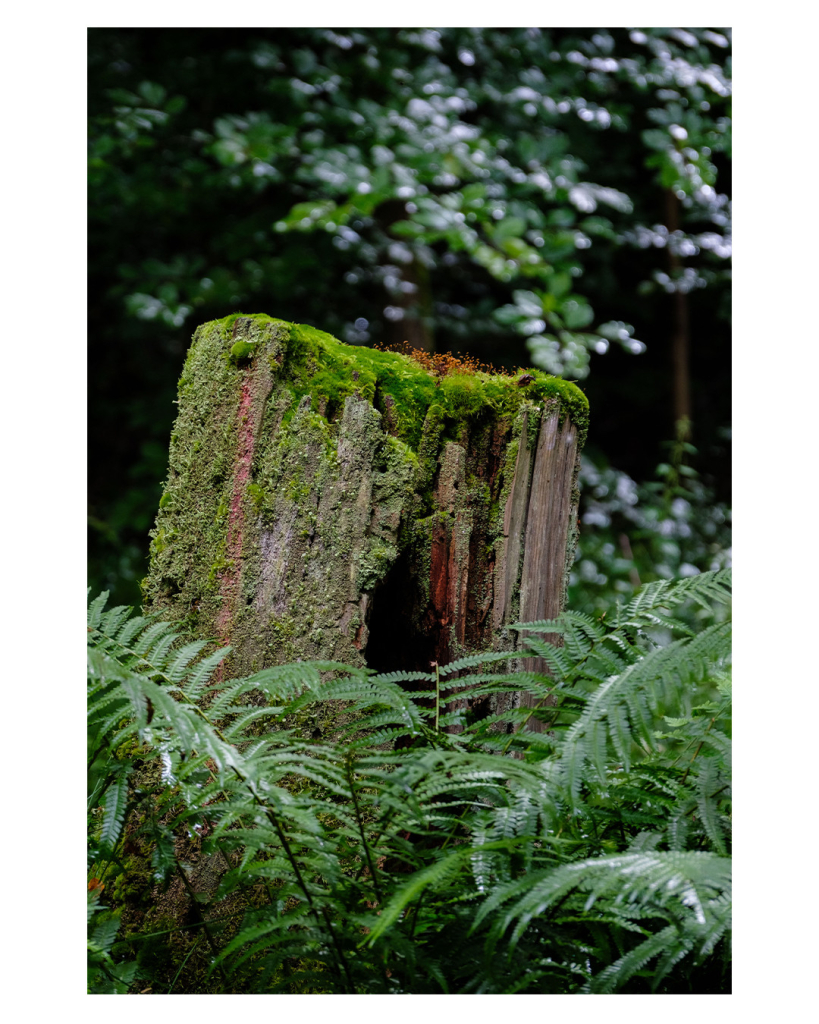 Foto im Hochformat. Ein mit Moos überzogener Baumstumpf. Darauf wachsen kleine kresseartige rötliche Pflanzen. Vor dem Stumpf ist der Boden mit  mehrere Farnen bedeckt. Die Bäume im Hintergrund sind unscharf. 