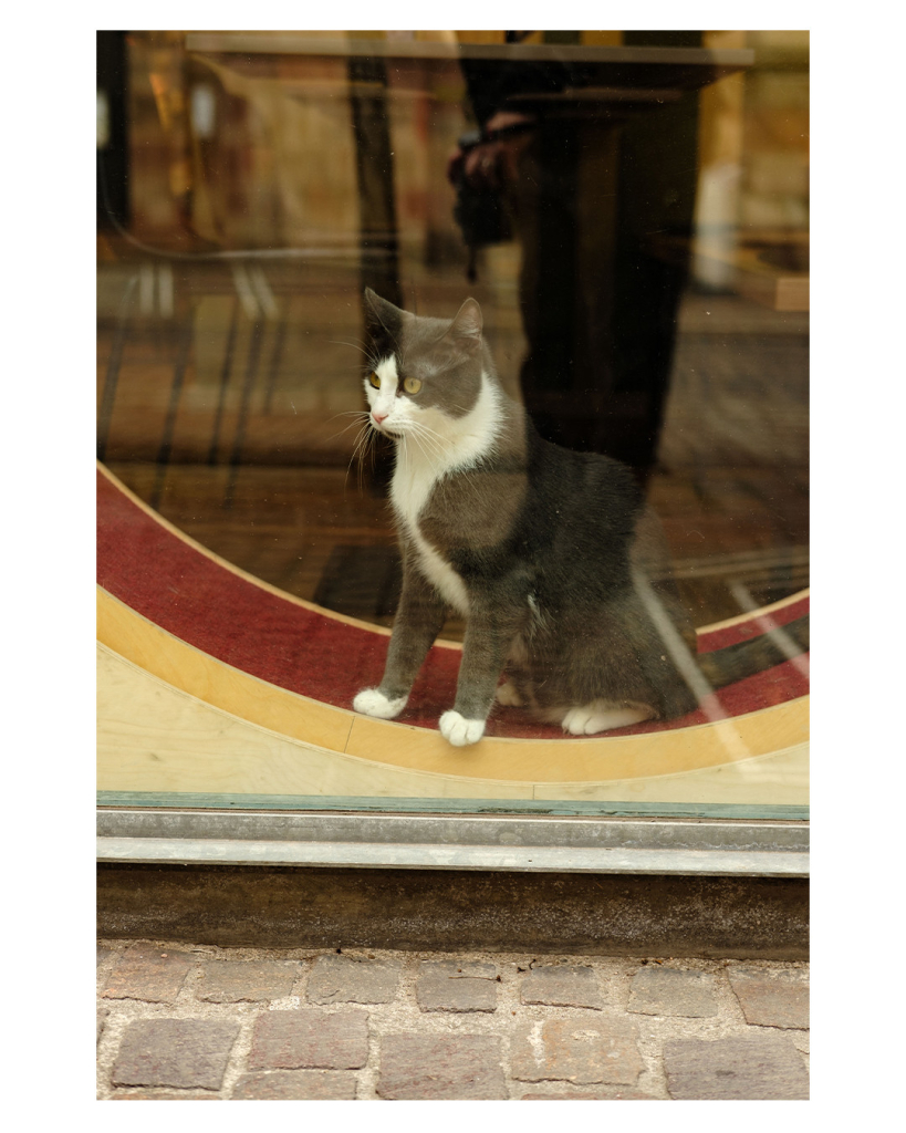 Foto im Hochformat. Ausschnitt eines Schaufensters, eine weiß-grau-schwarze Katze sitzt in einem großen Laufrad und schaut nach draußen. Irgendwas links vom Betrachtenden hat ihre Aufmerksamkeit erregt. Im Schaufenster spiegelt sich der untere Teil meines Körpers, meine rechte Hand hält die Kamera zum Fotografieren. 