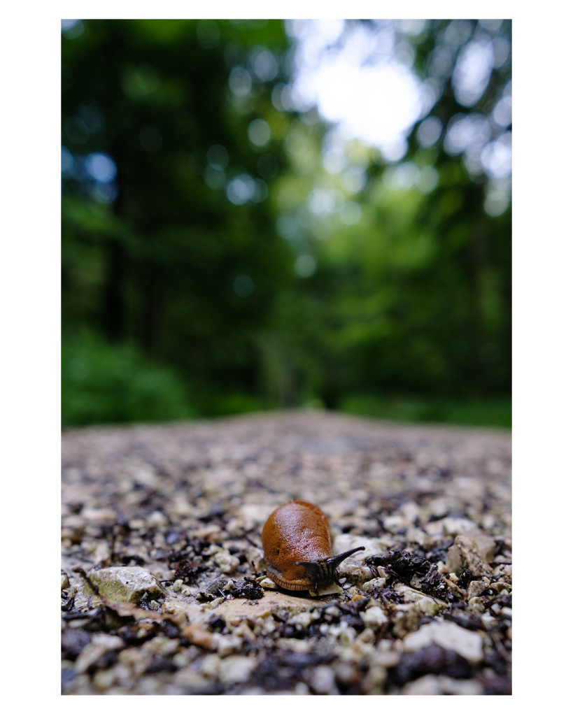 Foto im Hochformat. Eine braune Nacktschnecke kriecht auf einem Kiesweg auf die Kamera zu. Die Kamera ist flach auf dem Boden vor der Schnecke positioniert. Nur die Schnecke ist scharf abgebildet, alles hinter ihr verschwindet in der Unschärfe. Man erkennt aber, das der Kiesweg weiter geradeaus Richtung Horizont verläuft, links und rechts des Weges ist grüner Wald. 